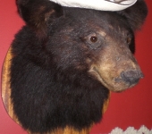 Taxidermy Bear Head Mount