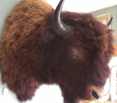 Taxidermy Bison Shoulder Mount