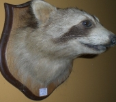 Taxidermy Raccoon Head Mount
