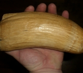 Huge Early Whale’s Tooth
